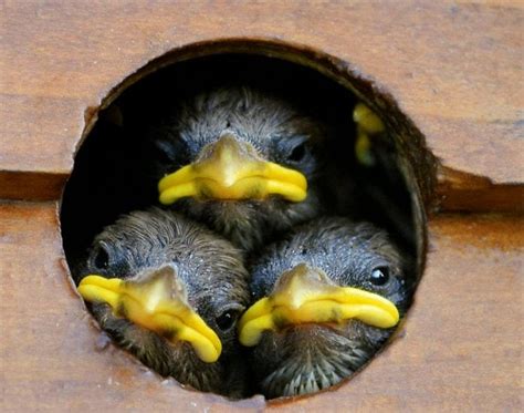 燕子睡覺|燕子睡覺太可愛了 super cute birds